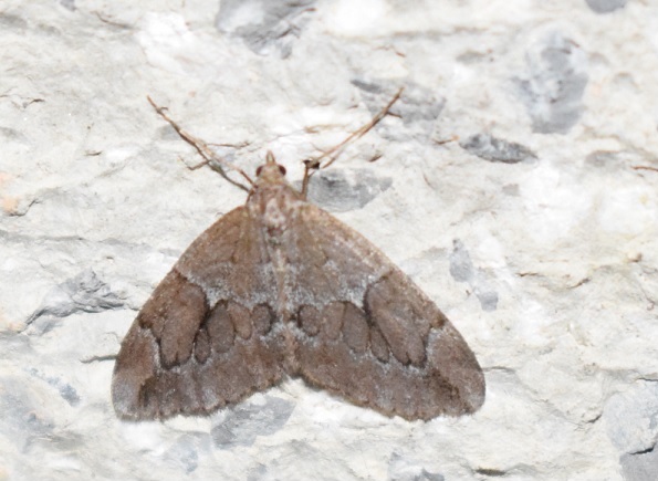 Thera cfr. juniperata (Geometridae)